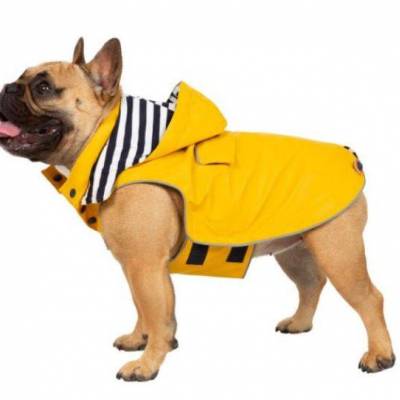 Seadog.JPG