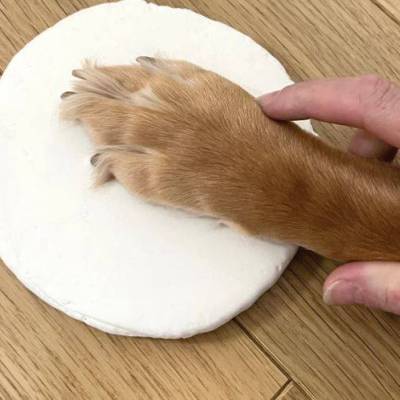Pet Paw Clay Moulding Kit 3.JPG